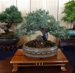 SBA-National Bonsai Exhibition 2014 (18).jpg